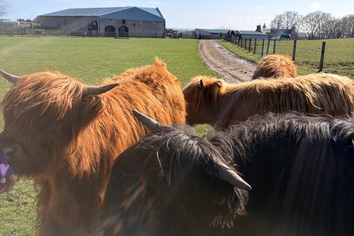 Invergordon or Inverness: Castles & Country Life Private Tour