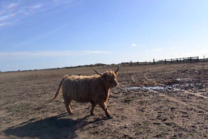 Invergordon or Inverness: Castles & Country Life Private Tour