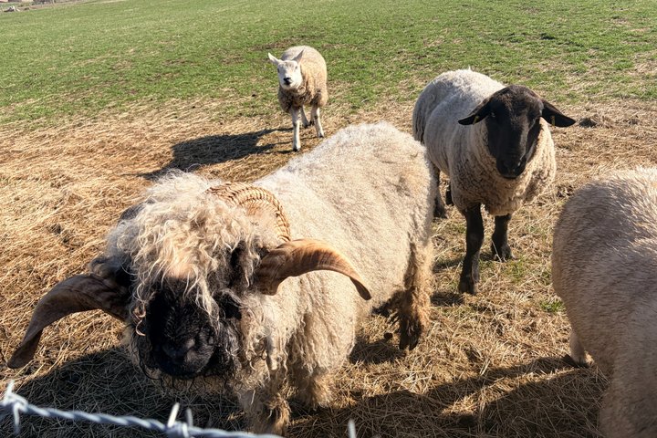 Invergordon or Inverness: Castles & Country Life Private Tour