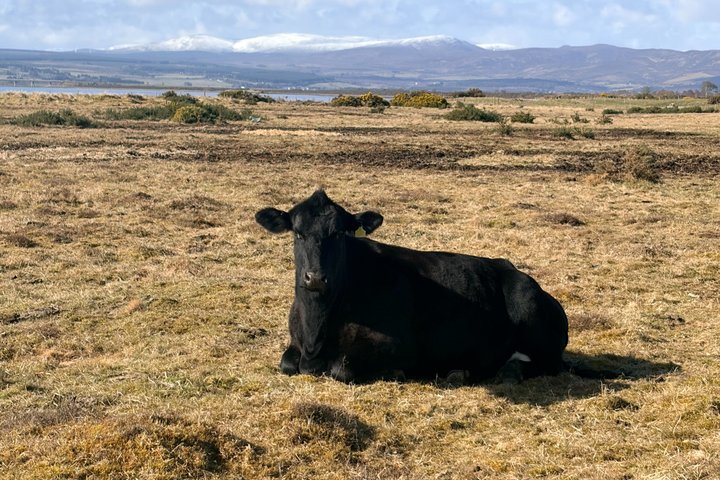 Invergordon or Inverness: Castles & Country Life Private Tour