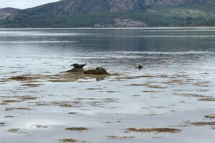 Invergordon or Inverness: Castles & Country Life Private Tour