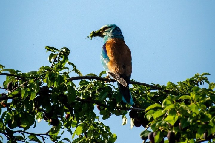 Danube Delta Experience: Wildlife Tour from Tulcea