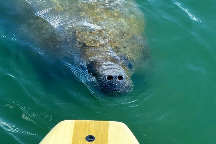 Daytona Beach Dolphin & Manatee Tour – Paddleboard or Kayak
