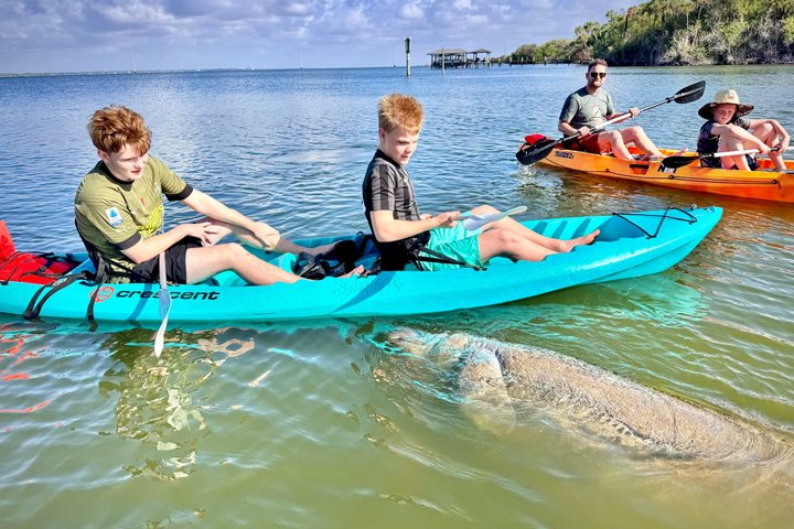 Daytona Beach Dolphin & Manatee Kayak Wildlife Adventure
