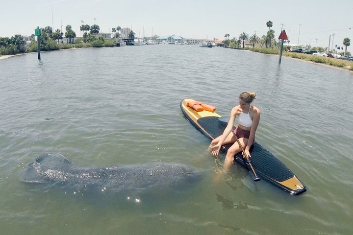 Daytona Beach Dolphin & Manatee Tour – Paddleboard or Kayak
