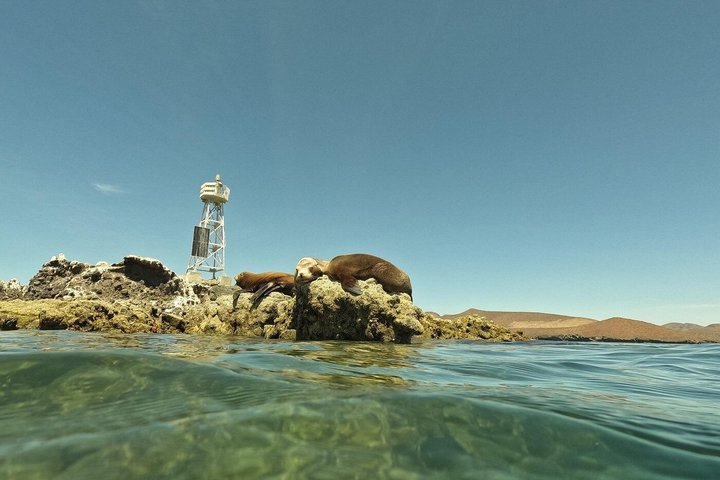 Espiritu Santo Island Tour with Sea Lion Snorkeling
