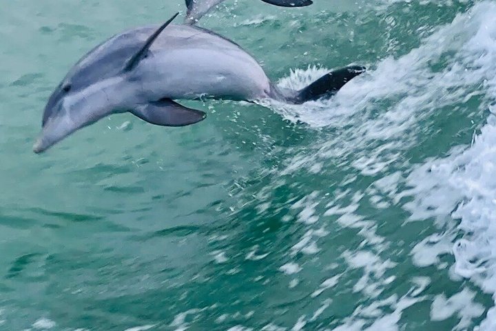 5 PM Golden Hour Dolphin Watch