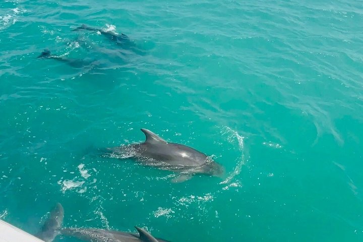 5 PM Golden Hour Dolphin Watch
