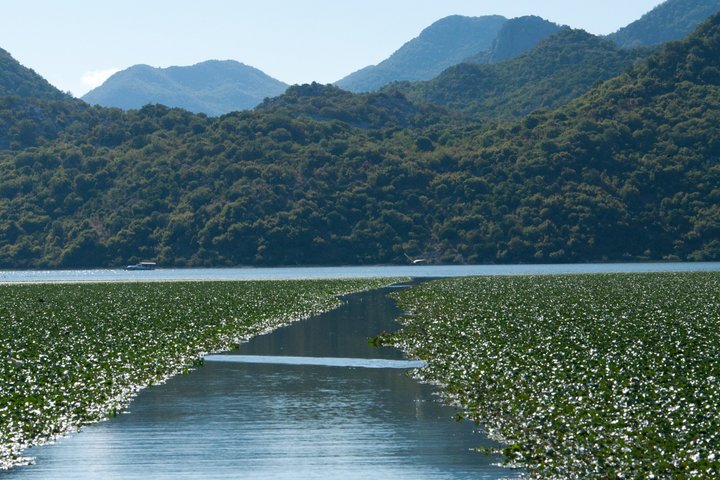 Virpazar Skadar Lake Boat Tour with Wildlife & Nature