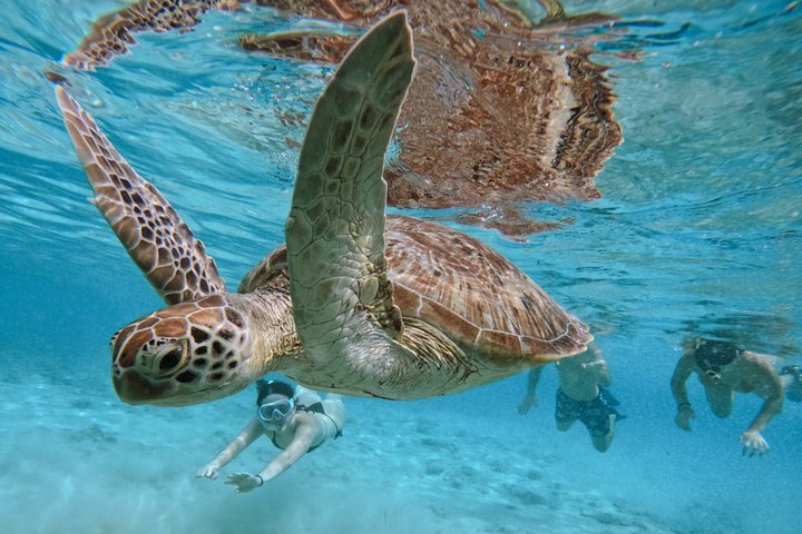 Group Snorkeling Tour Gili Islands Including GoPro Documentation