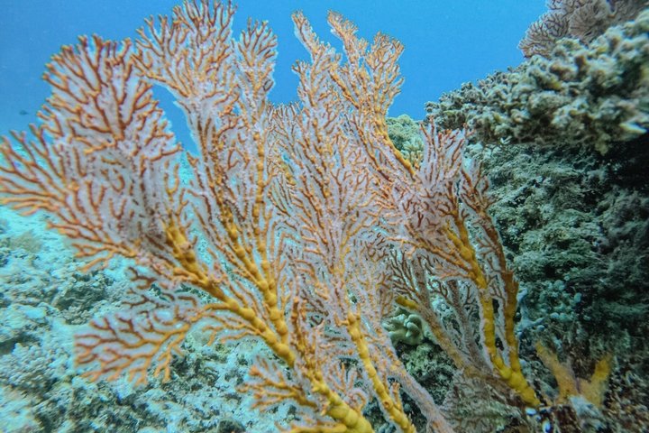 Group Snorkeling Tour Gili Islands Including GoPro Documentation