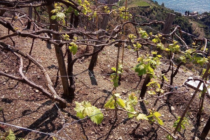 UNESCO Vineyards Tour & Wine Tasting in Manarola with a Sommelier