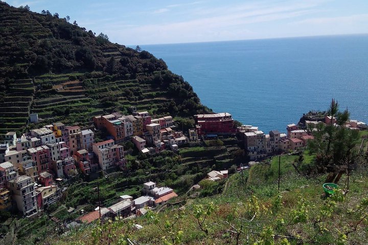 UNESCO Vineyards Tour & Wine Tasting in Manarola with a Sommelier