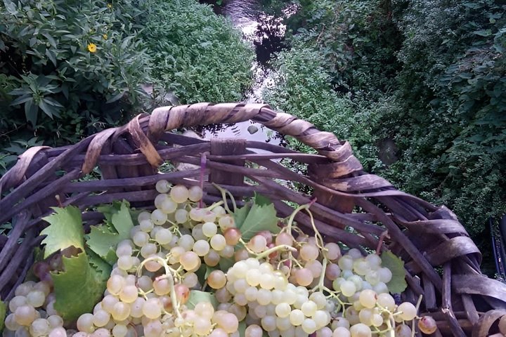 UNESCO Vineyards Tour & Wine Tasting in Manarola with a Sommelier