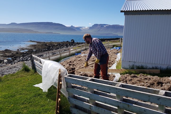 Vigur Island Tour with Return Boat Transfer from Ísafjörður