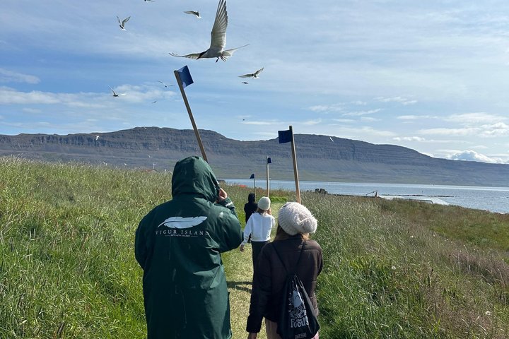 Vigur Island Tour with Return Boat Transfer from Ísafjörður