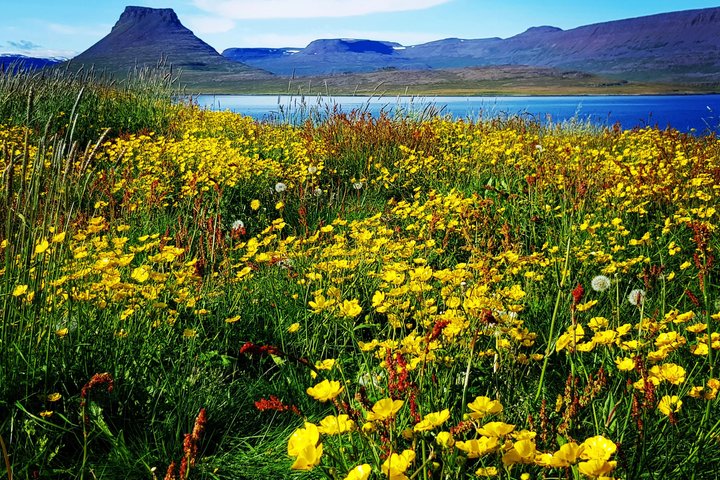 Vigur Island Tour with Return Boat Transfer from Ísafjörður
