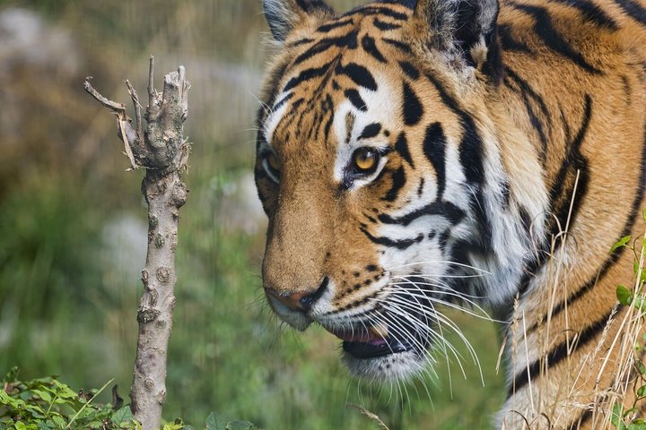 Ranthambore Tiger Safari Day Tour from Jaipur