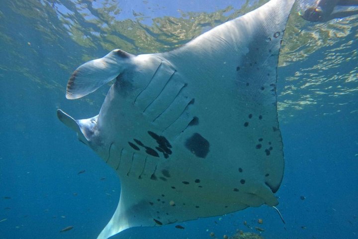 Nusa Penida Premium Day from Bali: Manta Rays, Yacht & Land Tour