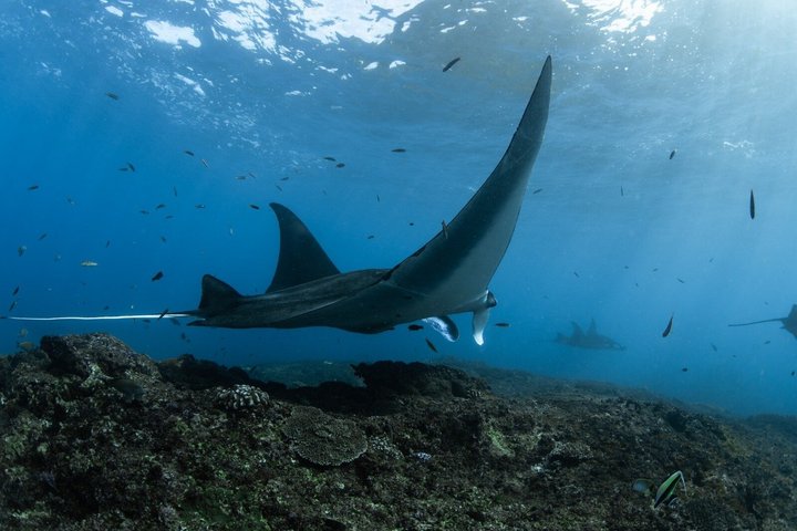 Nusa Penida Premium Day from Bali: Manta Rays, Yacht & Land Tour