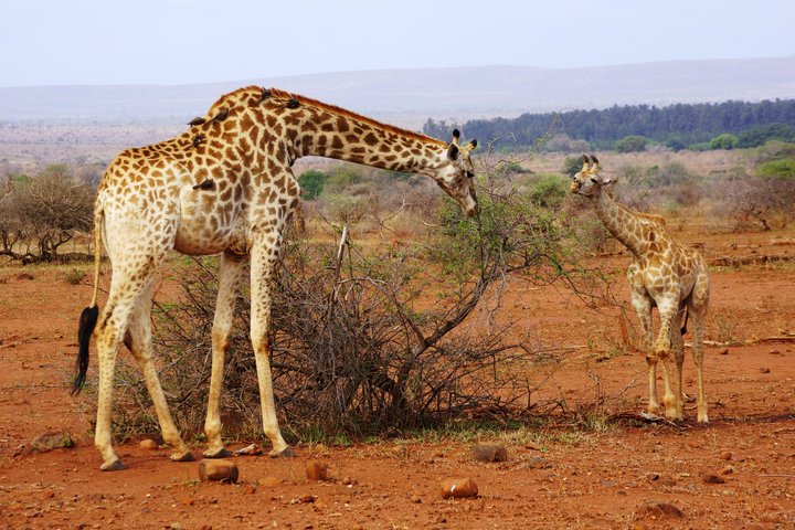Economic Open Back Safari Tour in Kruger from Maputo