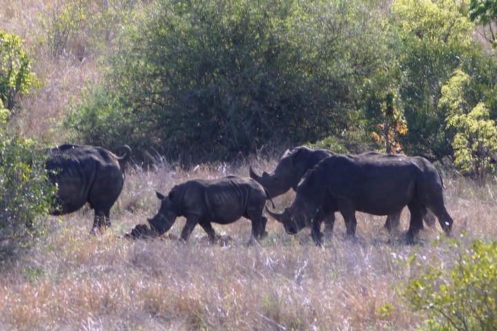 Economic Open Back Safari Tour in Kruger from Maputo