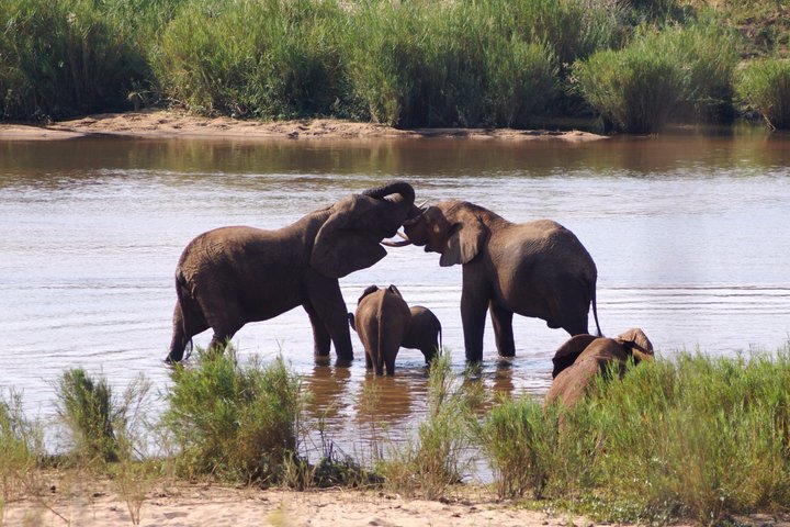 Economic Open Back Safari Tour in Kruger from Maputo