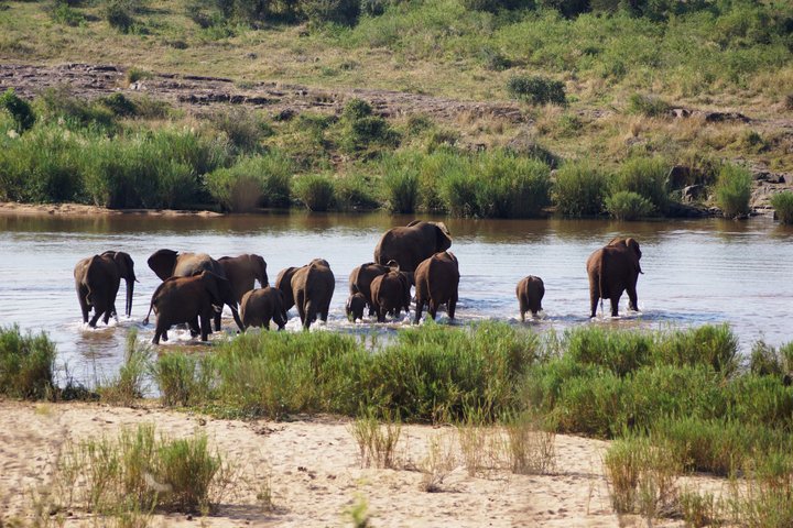 Economic Open Back Safari Tour in Kruger from Maputo