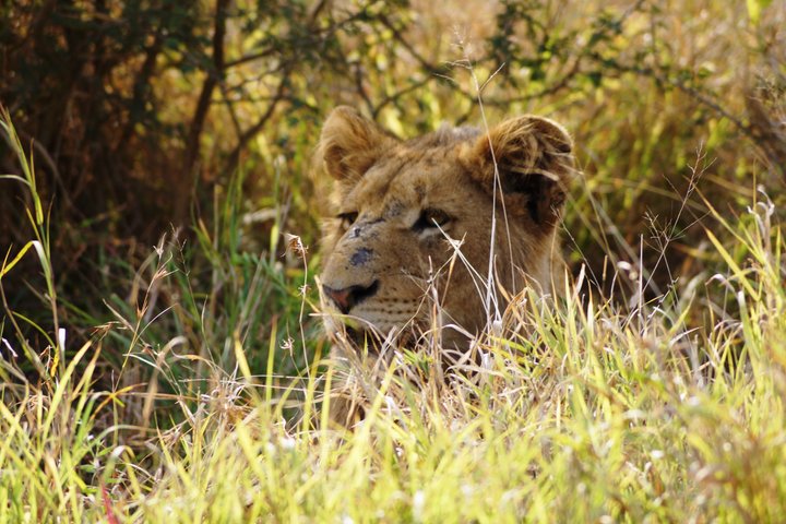 Economic Open Back Safari Tour in Kruger from Maputo