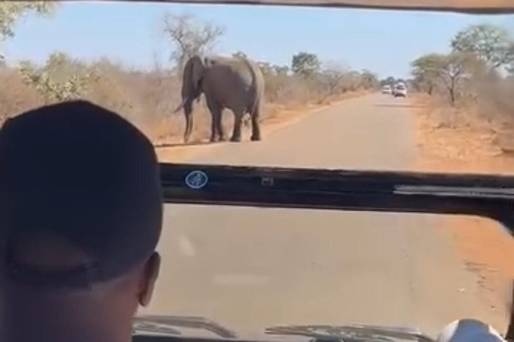 Economic Open Back Safari Tour in Kruger from Maputo