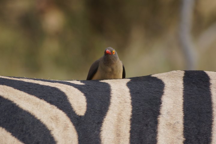 Economic Open Back Safari Tour in Kruger from Maputo