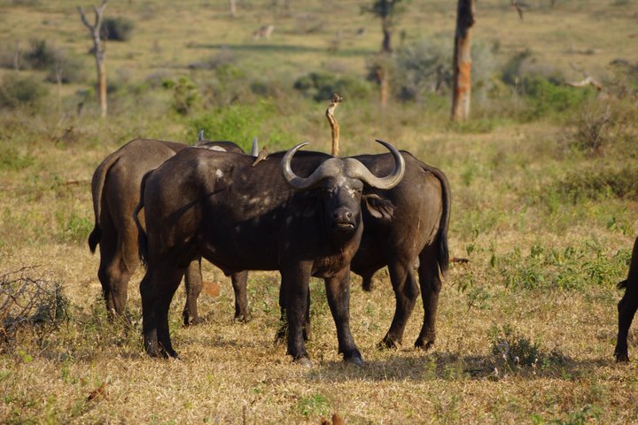 Economic Open Back Safari Tour in Kruger from Maputo
