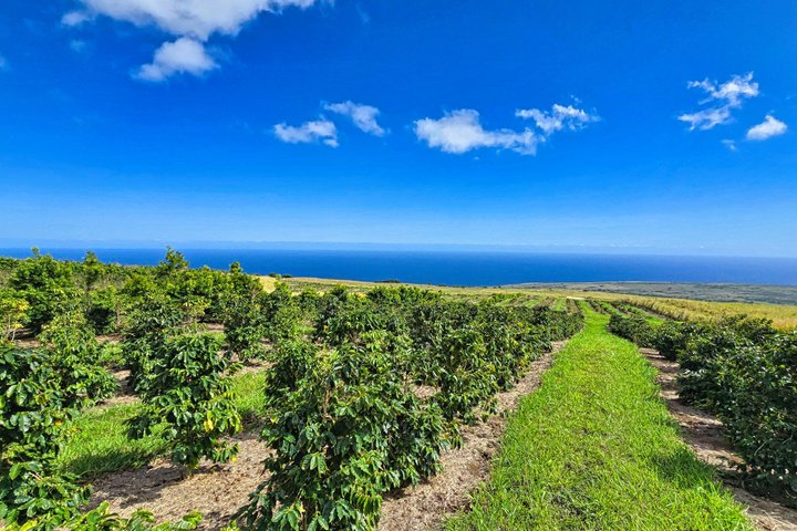 Hilo Cruise Day Tours