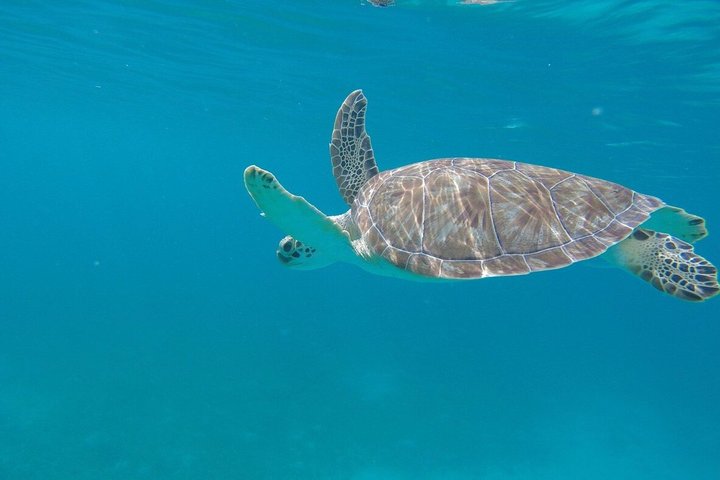 Snorkel St. John Tour from Sapphire and Margaritaville