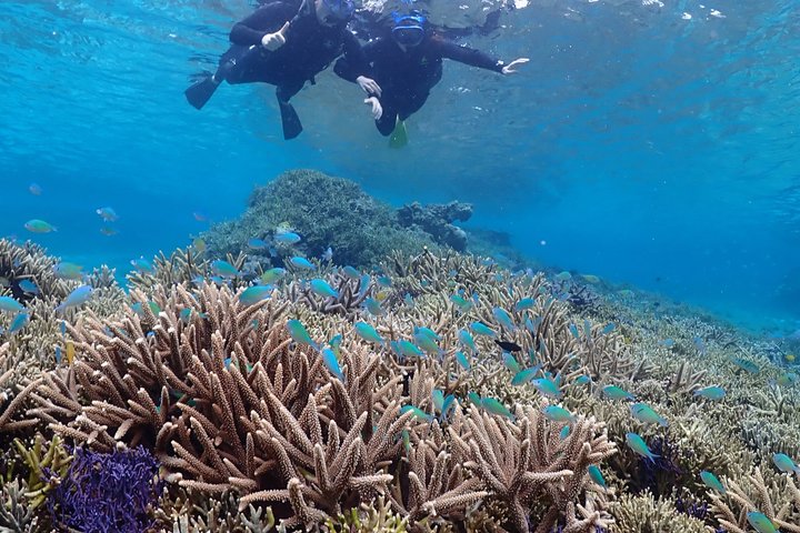Snorkeling in Miyakojima- Fluent English! Small group!