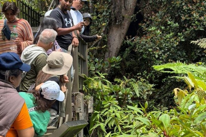 Full Day Mossy Forest Experience