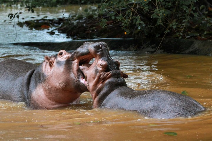 4 days (3 night) Ghana Elephants & Hippos Private Safaris