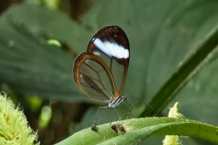 Full-Day Mindo Cloud Forest Tour Birdwatching Waterfalls and Hike