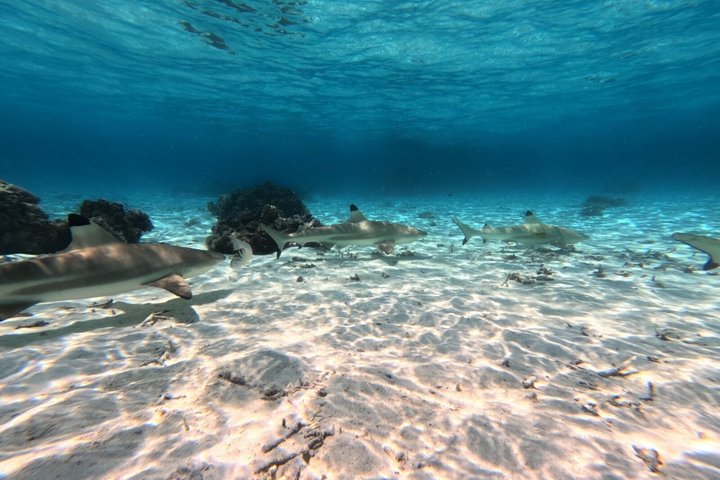 Snorkeling in Taha’a or Raiatea – Half Day by Iriatai Excursions