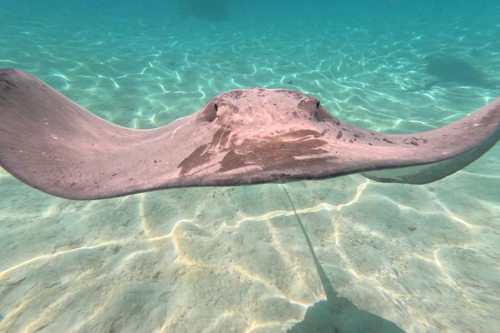 Snorkeling in Taha’a or Raiatea – Half Day by Iriatai Excursions