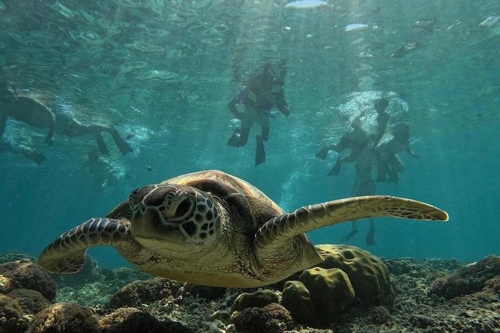 Private Gili Snorkelling Tour: Turtles & Reefs + GoPro + Drinks