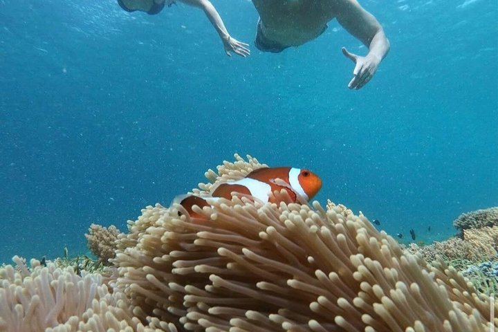 Private Gili Snorkelling Tour: Turtles & Reefs + GoPro + Drinks