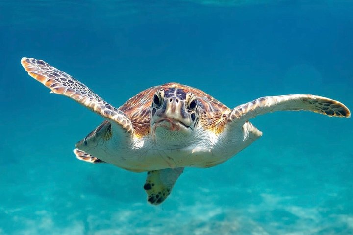 Vieques: Snorkeling Tour with Sea Turtles and Stingrays