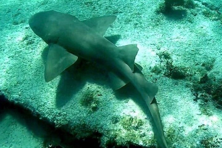 Vieques: Snorkeling Tour with Sea Turtles and Stingrays