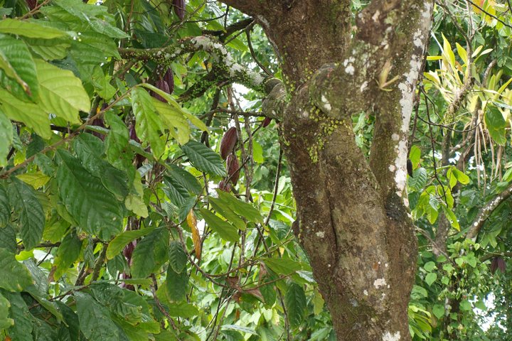 Peperpot hiking trail and historical tour