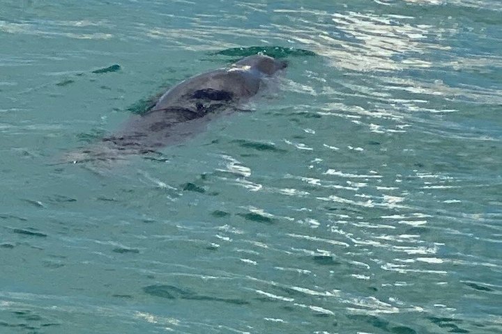 APHRODITE II -LAZY DAY CRUISE-BLUE LAGOON,TURTLE COVE, with LUNCH