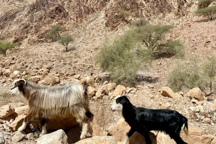 Full-Day Bimmah Sinkhole and Wadi Al Arbeieen Tour