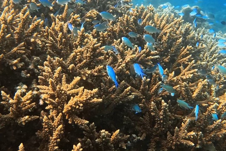 5 Day All Inclusive Fulidhoo Adventure Watersports and Excursions