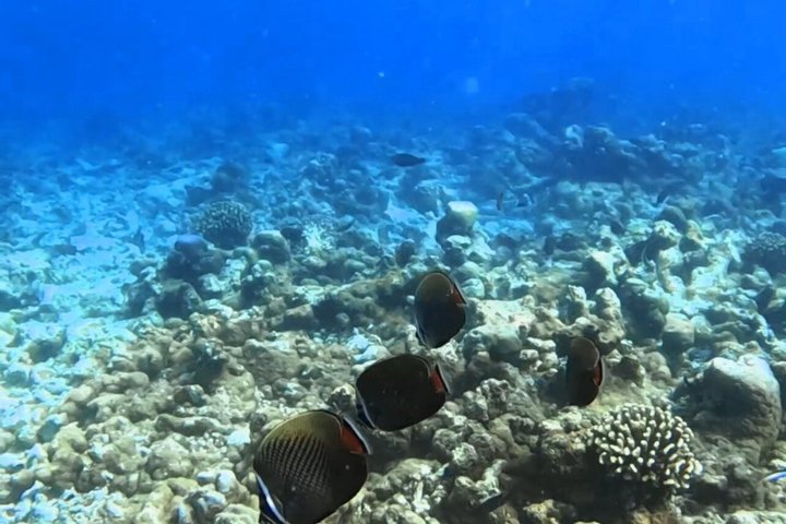 5 Day All Inclusive Fulidhoo Adventure Watersports and Excursions