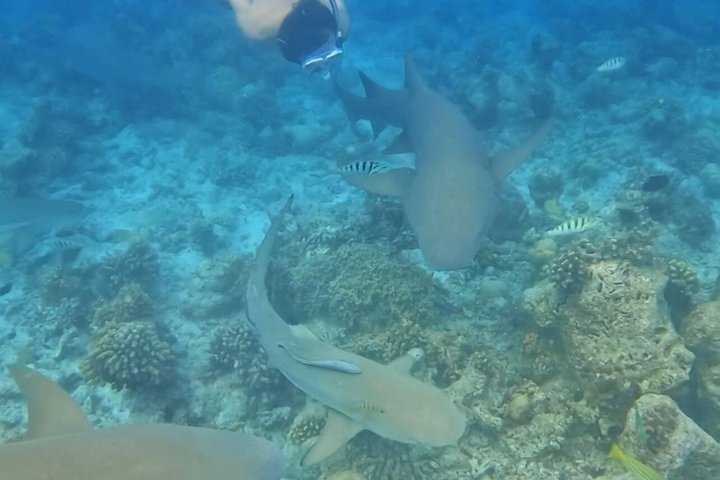 5 Day All Inclusive Fulidhoo Adventure Watersports and Excursions